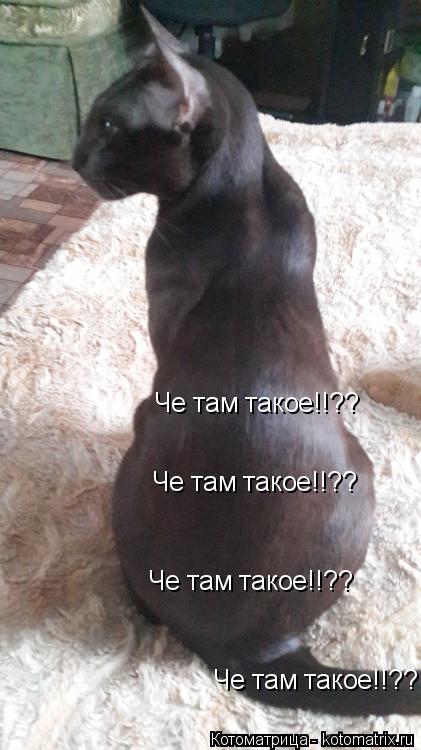 Котоматрица: Че там такое!!?? Че там такое!!?? Че там такое!!?? Че там такое!!??