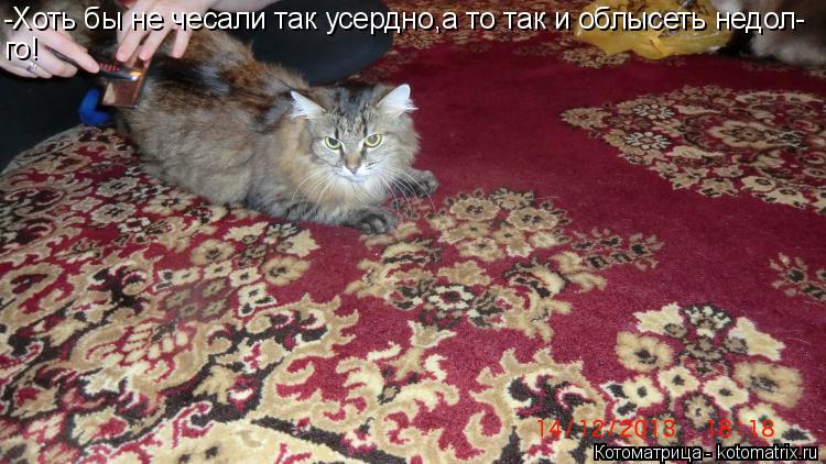-Хоть бы не чесали так усердно,а то так и облысеть недол- го!... Котоматрица: -Хоть бы не чесали так усердно,а то так и облысеть недол- го!
