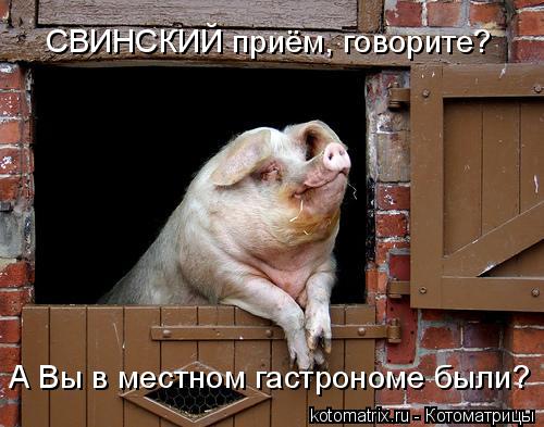 СВИНСКИЙ приём, говорите? А Вы в местном гастрономе были?... Котоматрица: СВИНСКИЙ приём, говорите? А Вы в местном гастрономе были?