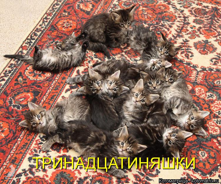 ТРИНАДЦАТИНЯШКИ... Котоматрица: ТРИНАДЦАТИНЯШКИ