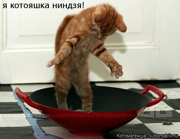 я котояшка ниндзя!... Котоматрица: я котояшка ниндзя!