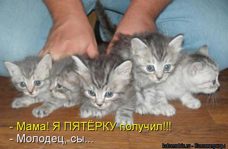 - Мама! Я ПЯТЁРКУ получил!!! - Молодец, сы...... Котоматрица: - Мама! Я ПЯТЁРКУ получил!!! - Молодец, сы...