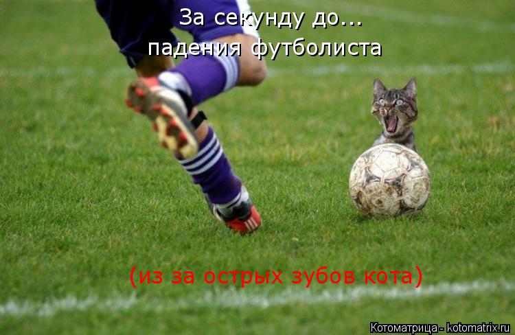 За секунду до... падения футболиста (из за острых зубов кота)... Котоматрица: За секунду до... падения футболиста (из за острых зубов кота)