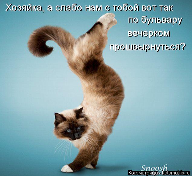Хозяйка, а слабо нам с тобой вот так по бульвару вечерком прошвырнуться?... Котоматрица: Хозяйка, а слабо нам с тобой вот так по бульвару вечерком прошвырнуться?