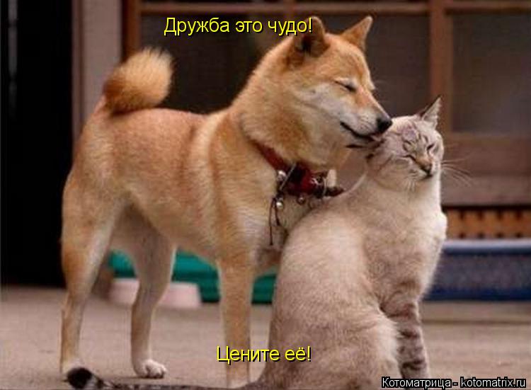 Дружба это чудо! Цените её!... Котоматрица: Дружба это чудо! Цените её!