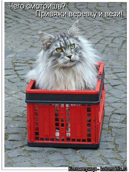 Котоматрица: Чего смотришь? Привяжи веревку и вези!