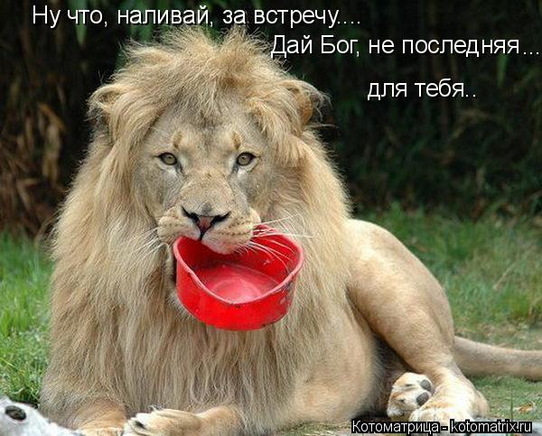 Ну что, наливай, за встречу.... Дай Бог, не последняя ... для тебя..... Котоматрица: Ну что, наливай, за встречу.... Дай Бог, не последняя ... для тебя..