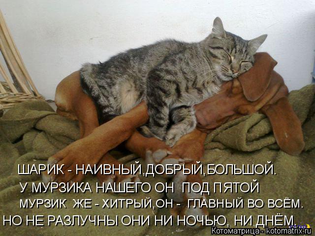 ШАРИК - НАИВНЫЙ,ДОБРЫЙ,БОЛЬШОЙ. У МУРЗИКА НАШЕГО ОН ПОД ПЯТОЙ НО НЕ РАЗЛУЧНЫ ОНИ НИ НОЧЬЮ, НИ ДНЁМ. ... Котоматрица: ШАРИК - НАИВНЫЙ,ДОБРЫЙ,БОЛЬШОЙ. У МУРЗИКА НАШЕГО ОН ПОД ПЯТОЙ НО НЕ РАЗЛУЧНЫ ОНИ НИ НОЧЬЮ, НИ ДНЁМ. МУРЗИК ЖЕ - ХИТРЫЙ,ОН - ГЛАВНЫЙ ВО ВСЁМ.