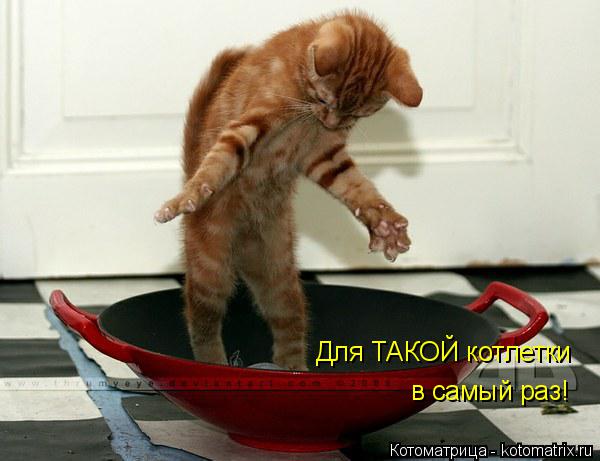 Для ТАКОЙ котлетки в самый раз!... Котоматрица: Для ТАКОЙ котлетки в самый раз!