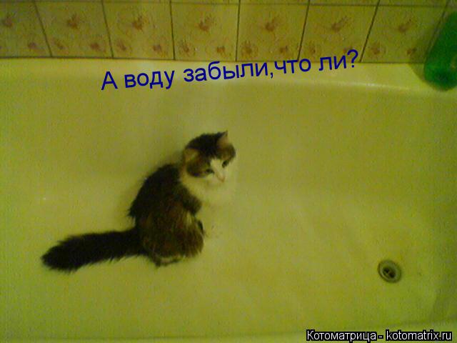 А воду забыли,что ли?... Котоматрица: А воду забыли,что ли?
