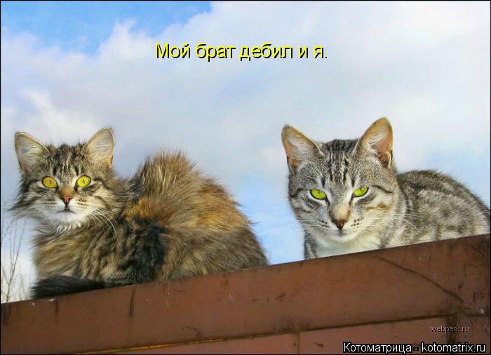 Мой брат дебил и я.... Котоматрица: Мой брат дебил и я.