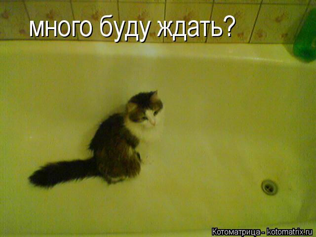 много буду ждать?... Котоматрица: много буду ждать?