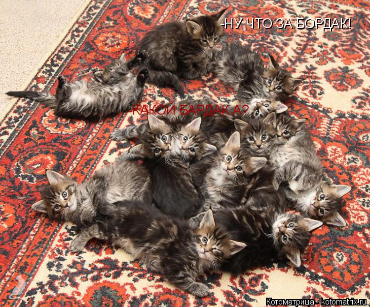 -НУ ЧТО ЗА БОРДАК! -КАКОЙ БАРДАК А?... Котоматрица: -НУ ЧТО ЗА БОРДАК! -КАКОЙ БАРДАК А?