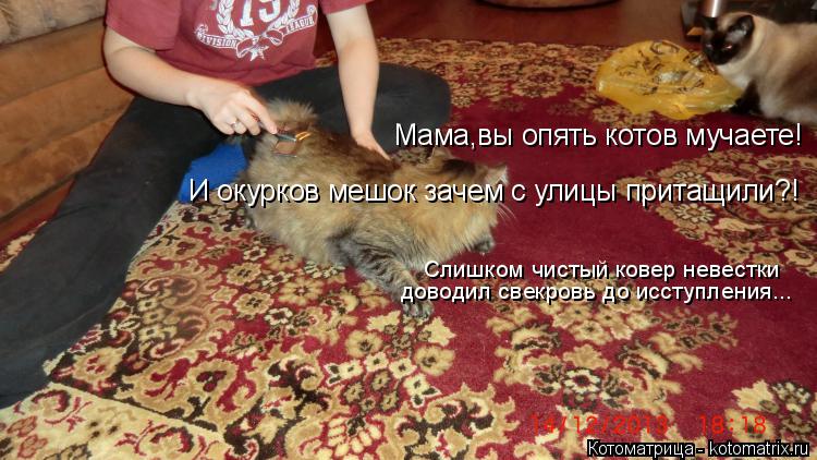 Котоматрица: Мама,вы опять котов мучаете!   И окурков мешок зачем с улицы притащили?!  Слишком чистый ковер невестки доводил свекровь до исступления...