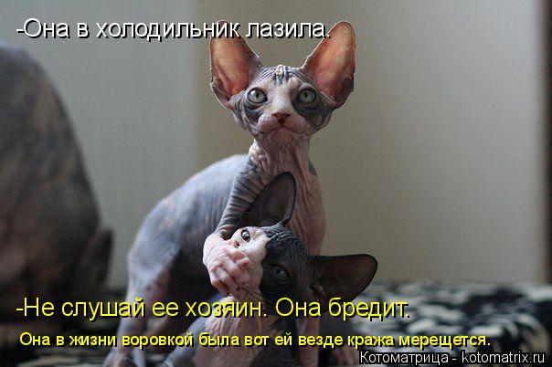 -Она в холодильник лазила. -Не слушай ее хозяин. Она бредит. Она в жизни воровкой была вот ей везде к... Котоматрица: -Она в холодильник лазила. -Не слушай ее хозяин. Она бредит. Она в жизни воровкой была вот ей везде кража мерещется.
