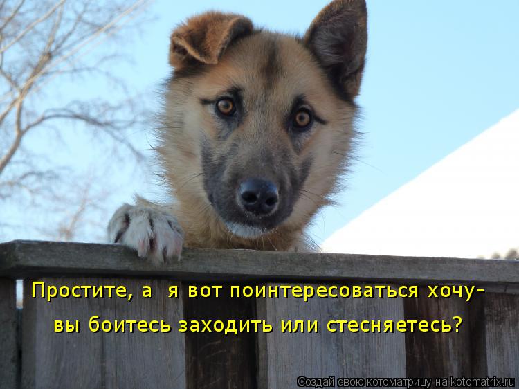 Простите, а я вот поинтересоваться хочу- вы боитесь заходить или стесняетесь?... Котоматрица: Простите, а я вот поинтересоваться хочу- вы боитесь заходить или стесняетесь?