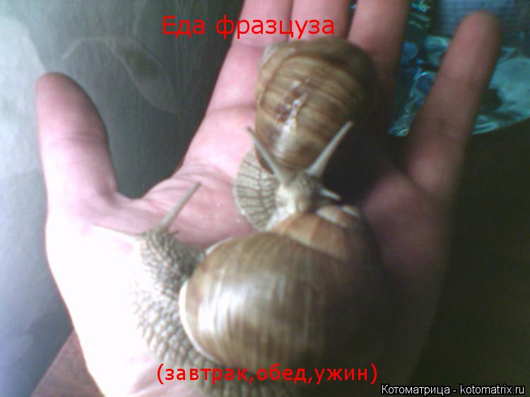 Еда фразцуза (завтрак,обед,ужин)... Котоматрица: Еда фразцуза (завтрак,обед,ужин)