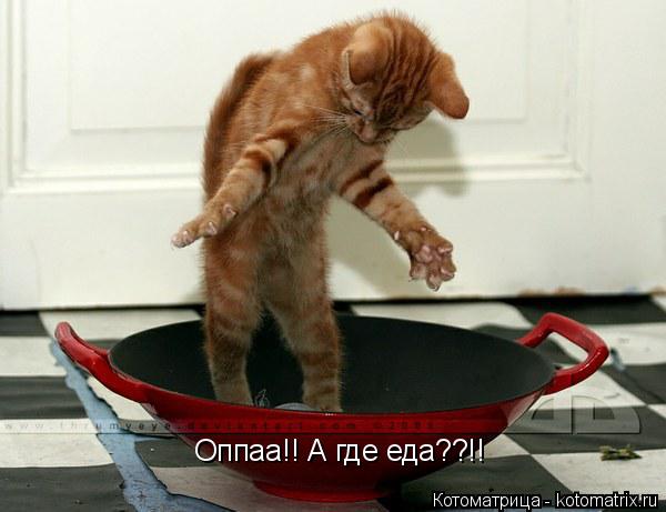Котоматрица: Оппаа!! А где еда??!!