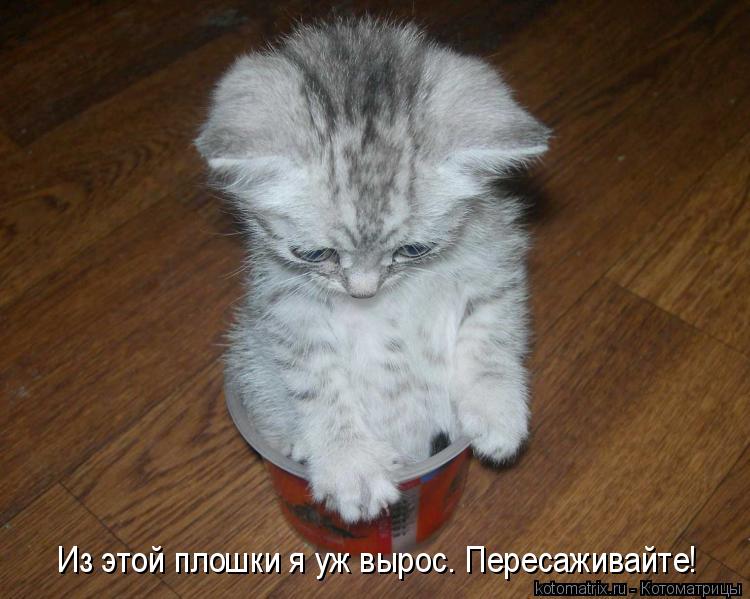Из этой плошки я уж вырос. Пересаживайте!... Котоматрица: Из этой плошки я уж вырос. Пересаживайте!