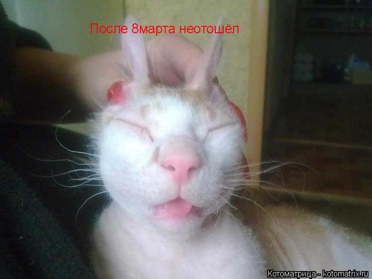 Котоматрица: После 8марта неотошёл