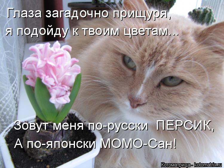 Глаза загадочно прищуря, я подойду к твоим цветам... Зовут меня по-русски ПЕРСИК, А по-японски МОМО-... Котоматрица: Глаза загадочно прищуря, я подойду к твоим цветам... Зовут меня по-русски ПЕРСИК, А по-японски МОМО-Сан!
