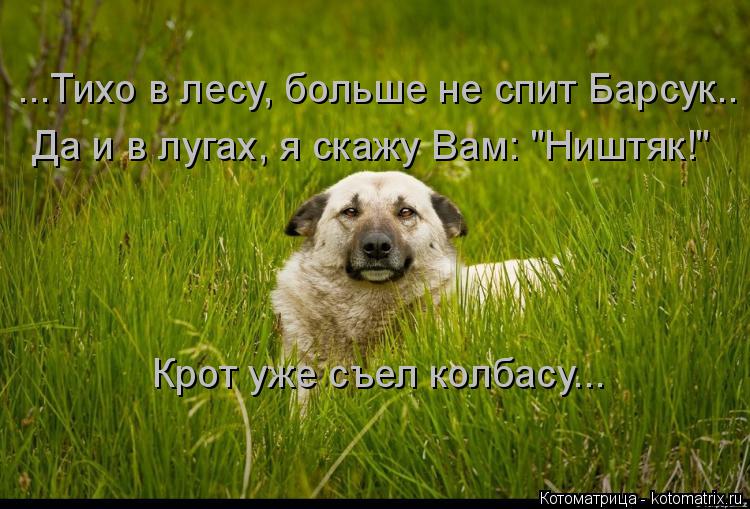 ...Тихо в лесу, больше не спит Барсук.. Да и в лугах, я скажу Вам: "Ништяк!" Крот уже съел колбасу...... Котоматрица: ...Тихо в лесу, больше не спит Барсук.. Да и в лугах, я скажу Вам: "Ништяк!" Крот уже съел колбасу...