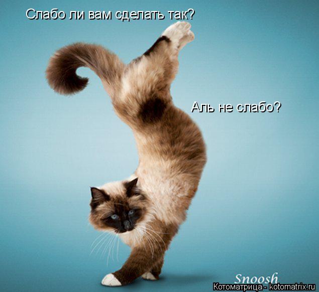 Котоматрица: Слабо ли вам сделать так? Аль не слабо?