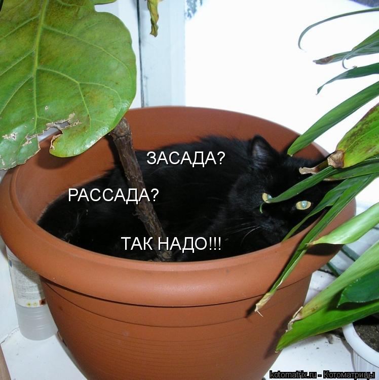 ЗАСАДА? РАССАДА? ТАК НАДО!!!... Котоматрица: ЗАСАДА? РАССАДА? ТАК НАДО!!!