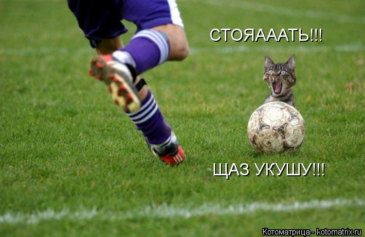 Котоматрица: СТОЯАААТЬ!!! ЩАЗ УКУШУ!!!