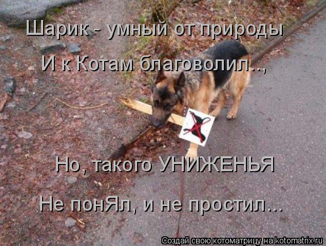Шарик - умный от природы И к Котам благоволил.., Но, такого УНИЖЕНЬЯ Не понЯл, и не простил...... Котоматрица: Шарик - умный от природы И к Котам благоволил.., Но, такого УНИЖЕНЬЯ Не понЯл, и не простил...