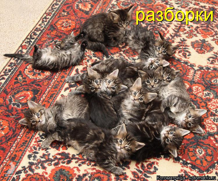 разборки... Котоматрица: разборки