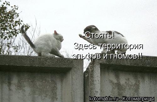 -Стоять! Здесь территория эльфов и гномов!!... Котоматрица: -Стоять! Здесь территория эльфов и гномов!!