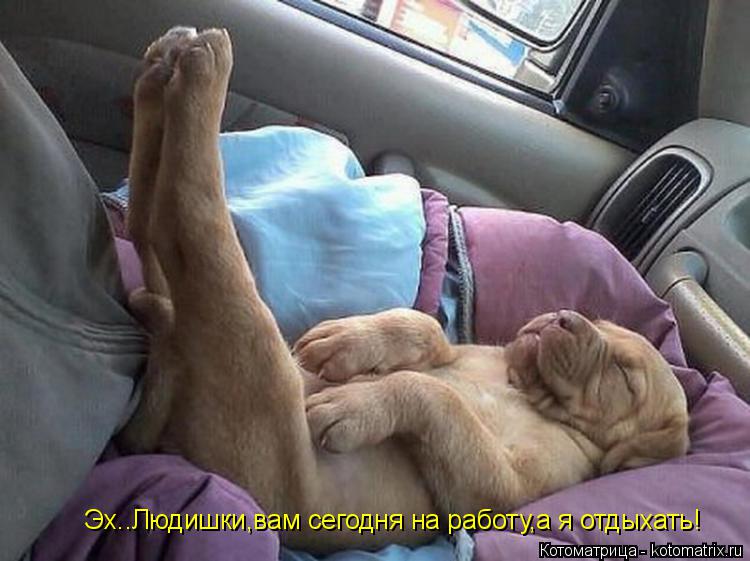 Котоматрица: Эх..Людишки,вам сегодня на работу,а я отдыхать!