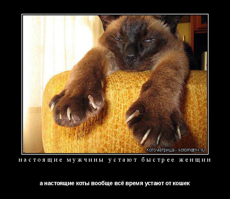 Котоматрица: настоящие мужчины устают быстрее женщин а настоящие коты вообще всё время устают от кошек