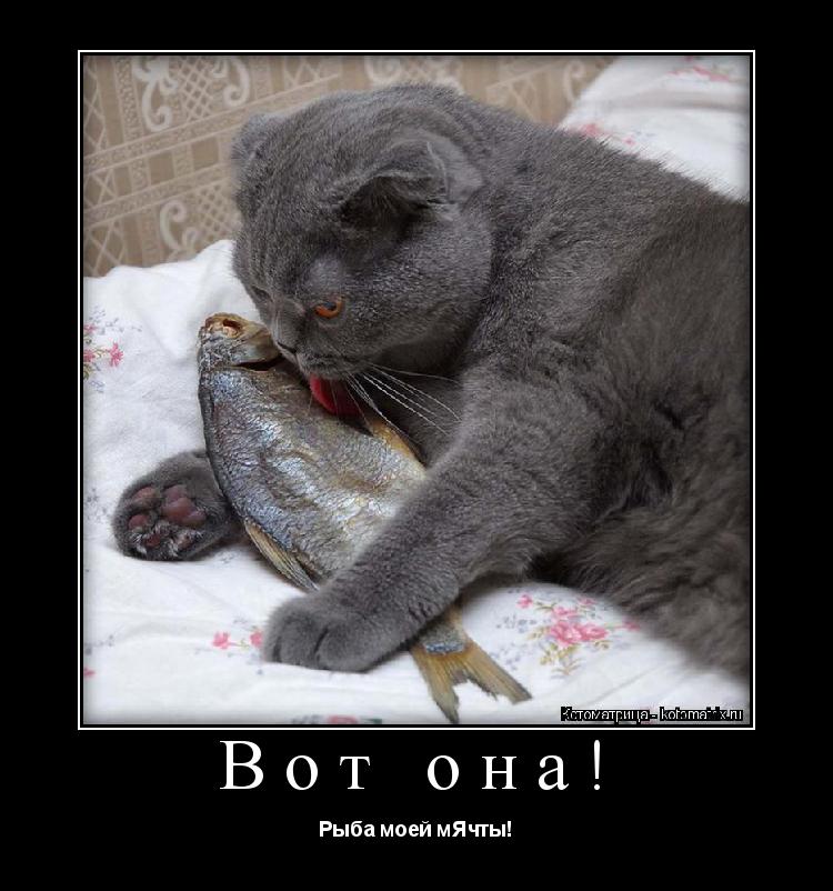 Вот она! Рыба моей мЯчты!... Котоматрица: Вот она! Рыба моей мЯчты!
