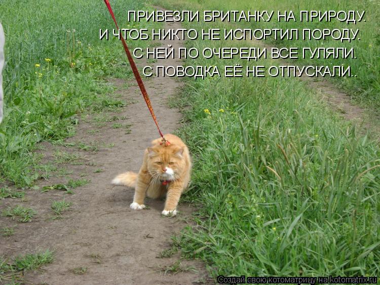 ПРИВЕЗЛИ БРИТАНКУ НА ПРИРОДУ. И ЧТОБ НИКТО НЕ ИСПОРТИЛ ПОРОДУ. С НЕЙ ПО ОЧЕРЕДИ ВСЕ ГУЛЯЛИ. С ПОВОДКА... Котоматрица: ПРИВЕЗЛИ БРИТАНКУ НА ПРИРОДУ. И ЧТОБ НИКТО НЕ ИСПОРТИЛ ПОРОДУ. С НЕЙ ПО ОЧЕРЕДИ ВСЕ ГУЛЯЛИ. С ПОВОДКА ЕЁ НЕ ОТПУСКАЛИ..