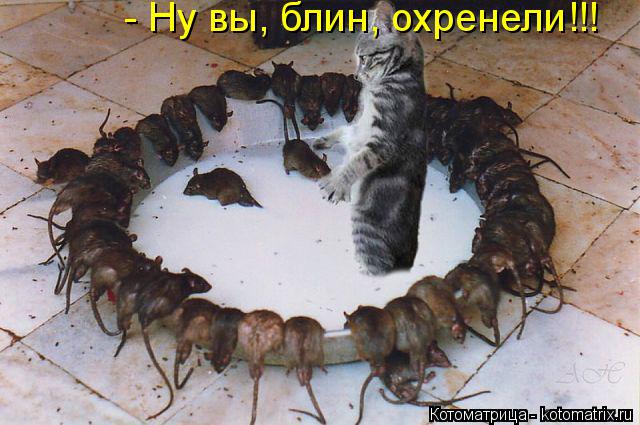- Ну вы, блин, охренели!!!... Котоматрица: - Ну вы, блин, охренели!!!