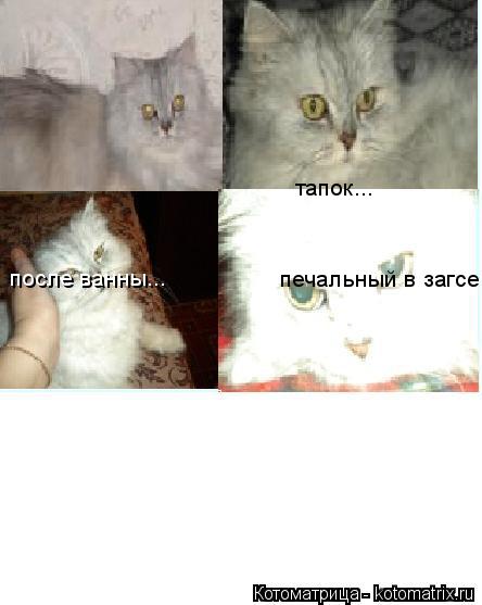 печальный в загсе... тапок... после ванны...... Котоматрица: печальный в загсе... тапок... после ванны...