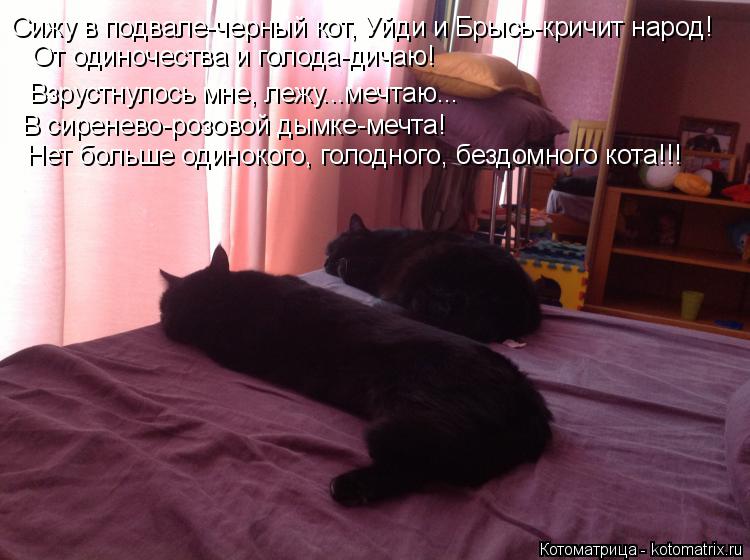 Сижу в подвале-черный кот, Уйди и Брысь-кричит народ! Взрустнулось мне, лежу...мечтаю... От одиночест... Котоматрица: Сижу в подвале-черный кот, Уйди и Брысь-кричит народ! Взрустнулось мне, лежу...мечтаю... От одиночества и голода-дичаю! В сиренево-розовой дымк