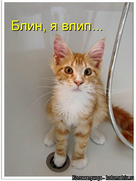 Котоматрица: Блин, я влип...