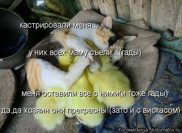 кастрировали меня... меня оставили все с ними(и тоже гады) у них всех маму съели...(гады) да,да хозяи... Котоматрица: кастрировали меня... меня оставили все с ними(и тоже гады) у них всех маму съели...(гады) да,да хозяин они прекрасны!(зато и с вискасом)