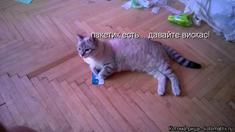 Котоматрица: пакетик есть... давайте вискас!