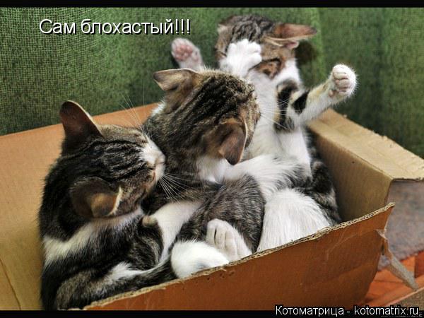 Сам блохастый!!!... Котоматрица: Сам блохастый!!!