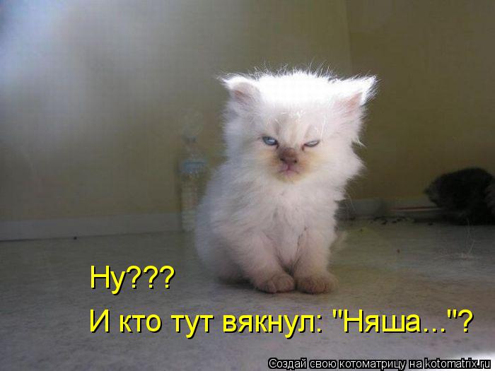 Ну??? И кто тут вякнул: "Няша..."?... Котоматрица: Ну??? И кто тут вякнул: "Няша..."?