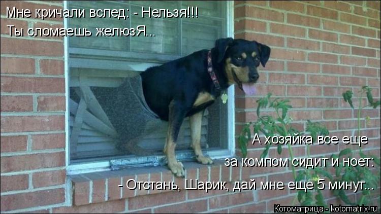 Мне кричали вслед: - Нельзя!!! Ты сломаешь желюзЯ... А хозяйка все еще за компом сидит и ноет: - От... Котоматрица: Мне кричали вслед: - Нельзя!!! Ты сломаешь желюзЯ... А хозяйка все еще за компом сидит и ноет: - Отстань, Шарик, дай мне еще 5 минут...