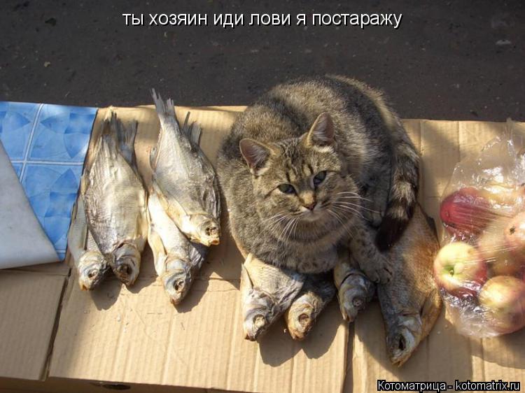 Котоматрица: ты хозяин иди лови я постаражу