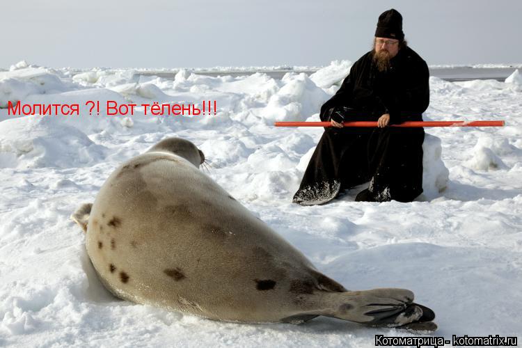 Молится ?! Вот тёлень!!!... Котоматрица: Молится ?! Вот тёлень!!!