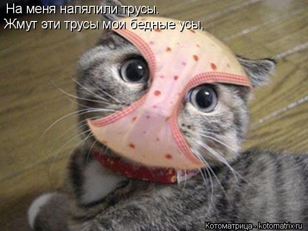 На меня напялили трусы. Жмут эти трусы мои бедные усы,... Котоматрица: На меня напялили трусы. Жмут эти трусы мои бедные усы,