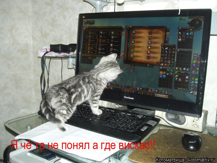 Я чё та не понял а где вискас!!... Котоматрица: Я чё та не понял а где вискас!!