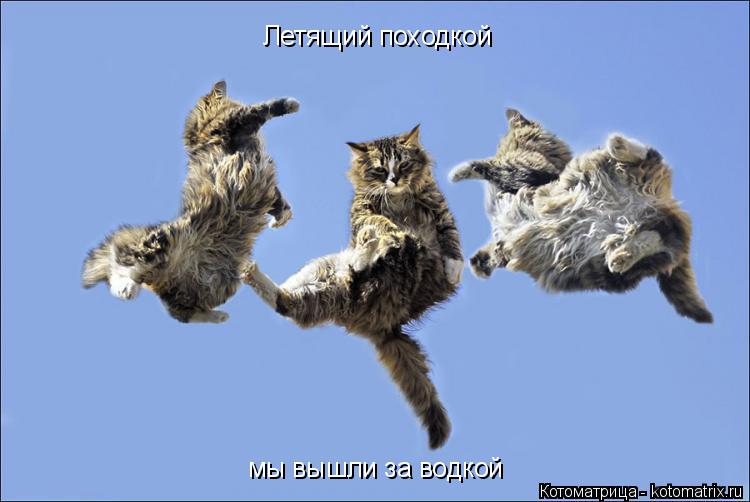 Летящий походкой мы вышли за водкой... Котоматрица: Летящий походкой мы вышли за водкой